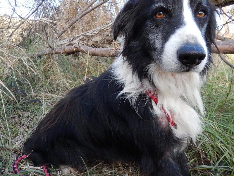 BATMA (mâle croisé border collie) Dscn1414