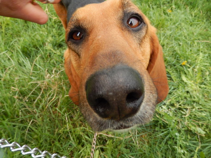 Adoptez moi - PASTA - x bruno du jura 7 ans (3 pattes)  4 ans de refuge  - Sos Animaux à Le Broc (63) Dscn3012