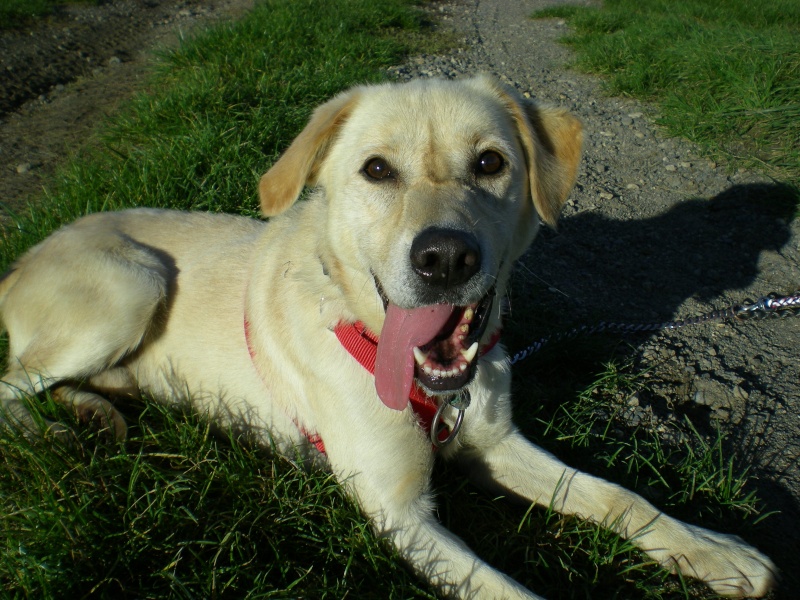 DOUDOU (labrador sable) Dscn9016