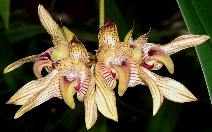 Bulbophyllum bicolor Bulbop14