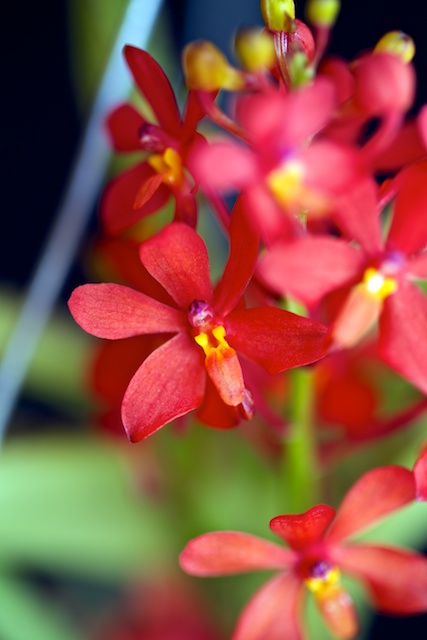 Ascocentrum curvifolium Ascoce13