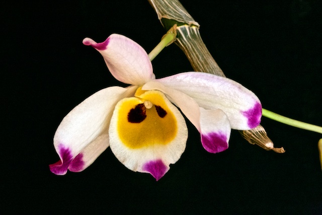 Dendrobium wardianum Dendro10