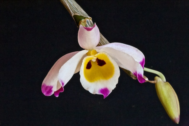 Dendrobium wardianum Dendro11