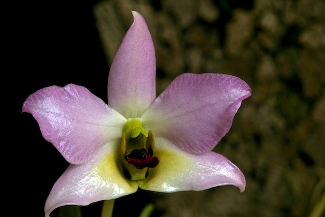 Dendrobium trantuanii Dendro16