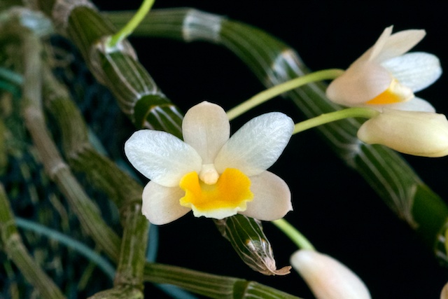 Dendrobium crepidatum semi alba Dendro19