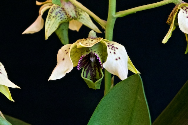 Dendrobium macrophyllum x atroviolaceum Macrop10