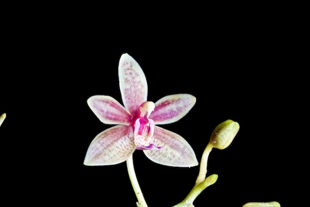 Phalaenopsis Linda Cheok Phalae13