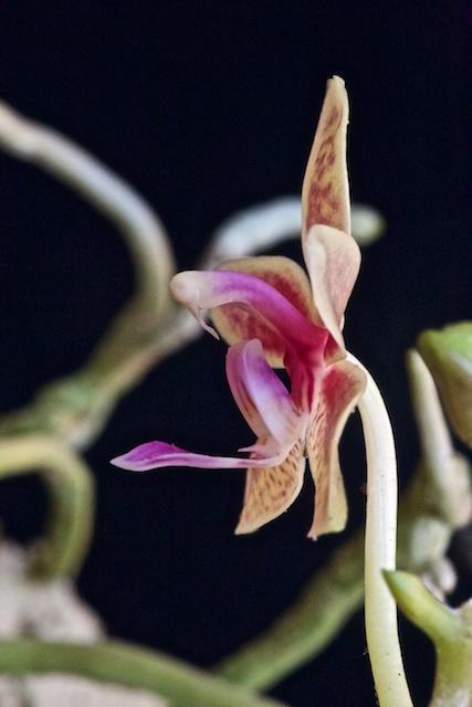 Phalaenopsis Linda Cheok Phalae14
