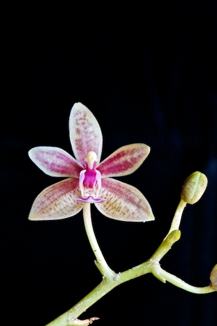 Phalaenopsis Linda Cheok Phalae15