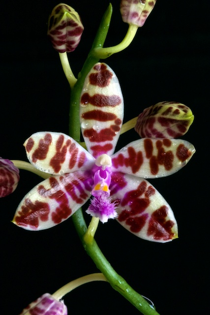 Phalaenopsis Lovely Marie Phalae28