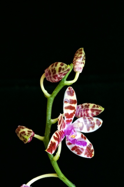 Phalaenopsis Lovely Marie Phalae30