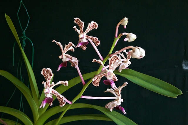 Vanda tricolor v. suavis Vanda_17