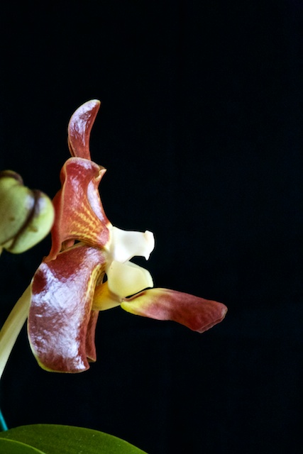 Vanda merrillii X Vanda_58