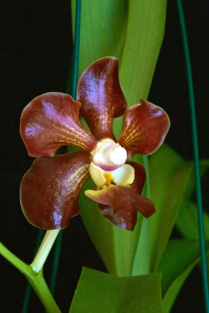 Vanda merrillii X Vanda_59