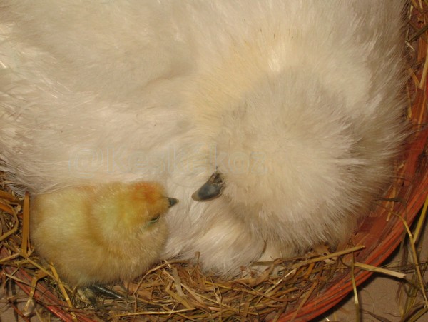 Nos bébés-animaux 2014 Chez_l10