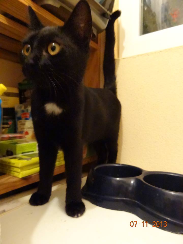 Winky, chatonne noire toute douce, née le 10/05/2013 - Adoptée 99221710
