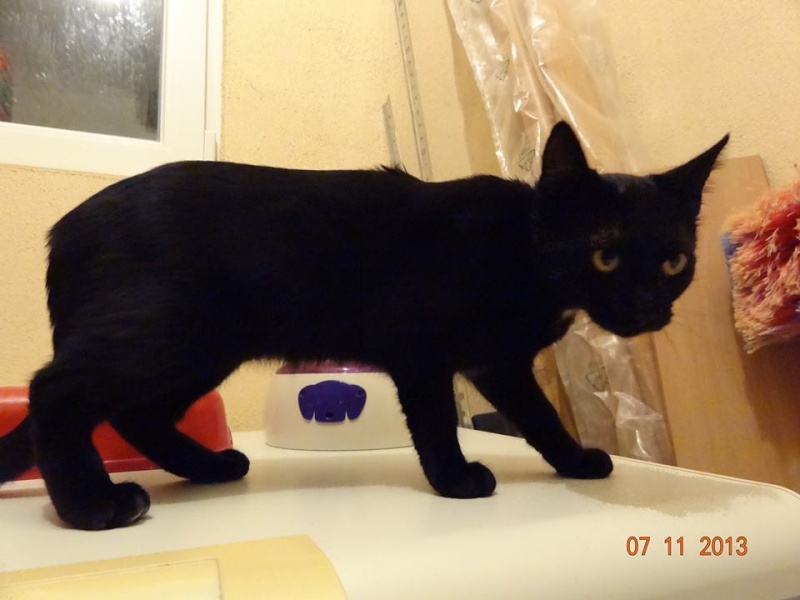 Winky, chatonne noire toute douce, née le 10/05/2013 - Adoptée 99231810