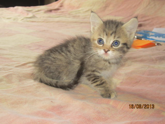 Bella - Magnifique minette tabby dilluée - Née le 23/07/2013 adoptée par sa FA  Img_5411