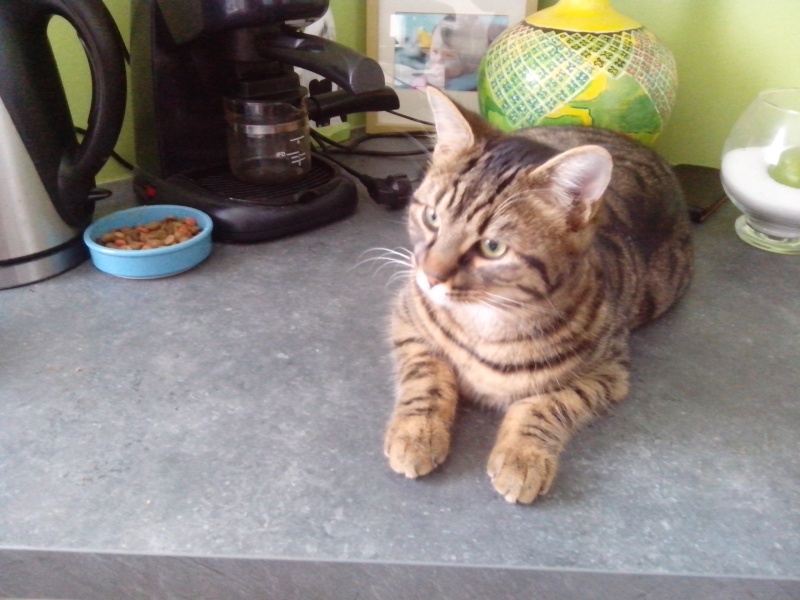 Iban - Adorable chatounet née le 15/04/2013 - Adopté dans le 80 Unname10