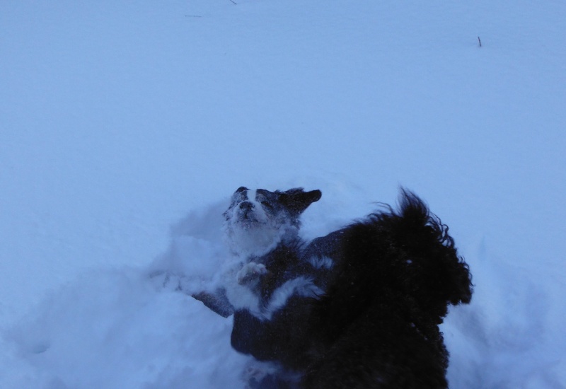 mes chiens et leur amie dans la neige Dscf1710