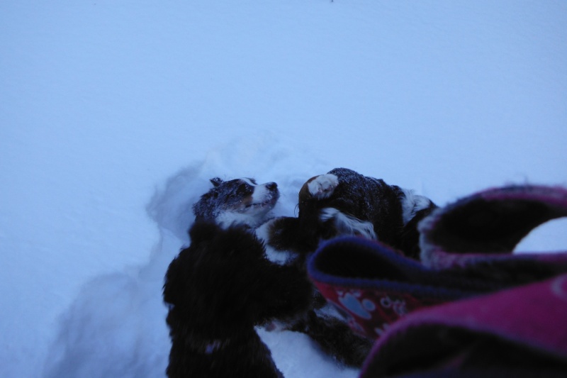 mes chiens et leur amie dans la neige Dscf1711