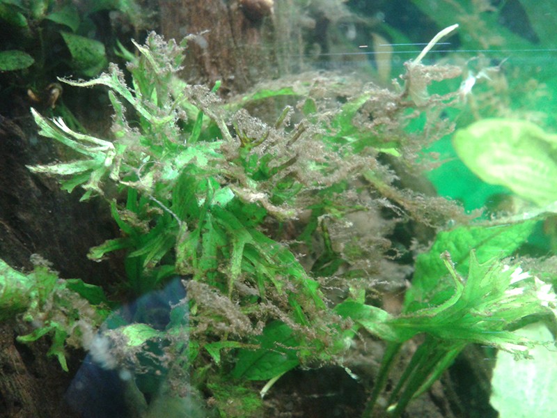 After blackout, identification algues fertilisation crevette 20131011
