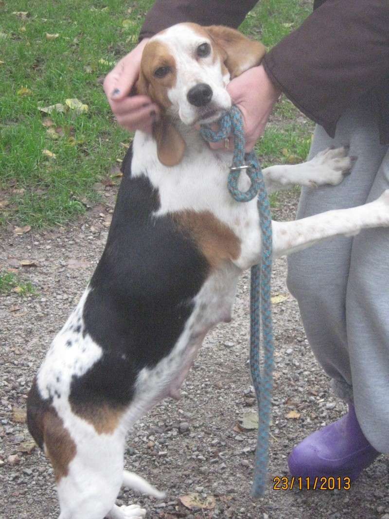 Beagle Hundin Bea wurde von der Uberflutung in Sardinien gerettet  01410