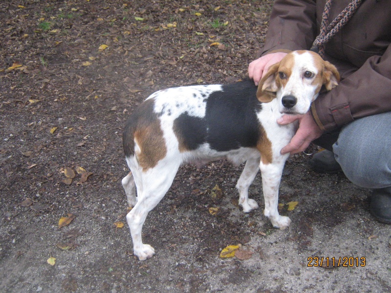 Beagle Hundin Bea wurde von der Uberflutung in Sardinien gerettet  02110