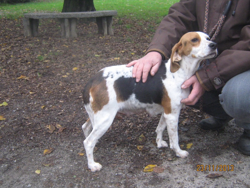 Beagle Hundin Bea wurde von der Uberflutung in Sardinien gerettet  02210