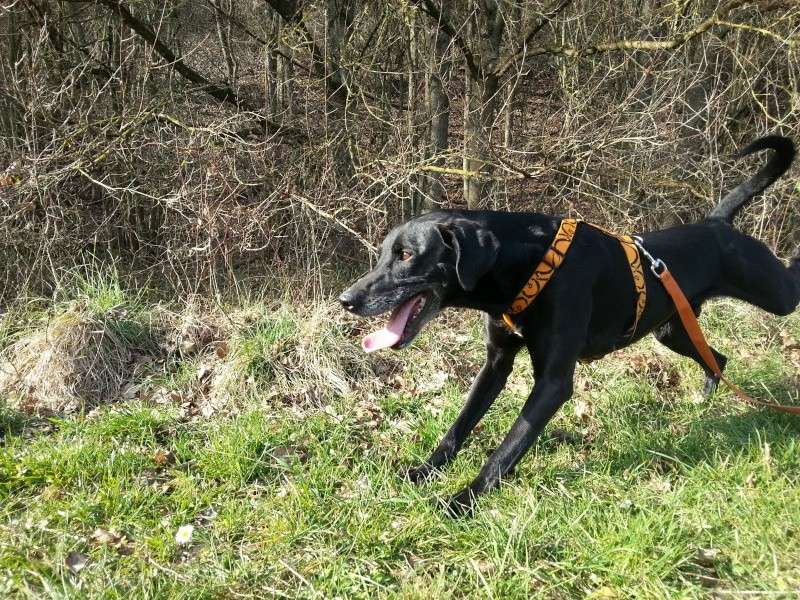 SPYDY - x labrador 7 ans - Sos Animaux à Moineville (54) 20140318