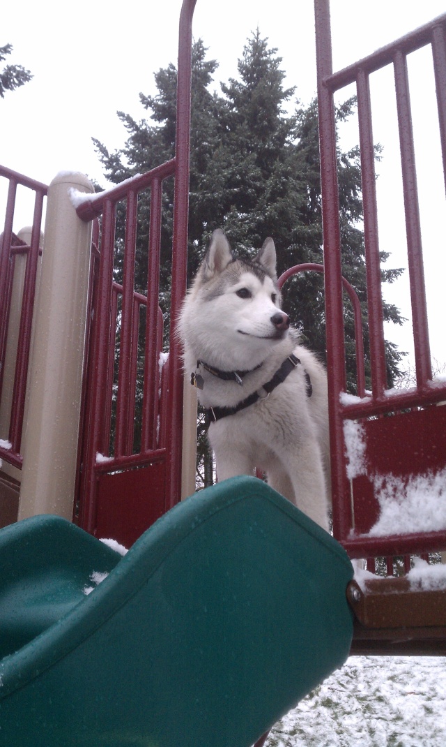 [Scrapbook] Link the Siberian Husky - Page 14 Imag2119