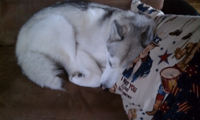 [Scrapbook] Link the Siberian Husky - Page 16 Imag2312