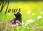 Eternal Paws: A Warrior Cats Roleplay Th10