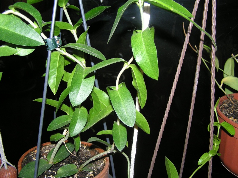 identification Hoya Densifolia  P1160710