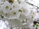Thème du mois d'avril 2014 : Fleurs ou bouquets de fleurs du printemps Fleur_10