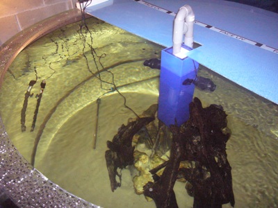 aquarium circulaire 1800 litres en méthacrylate P1070110