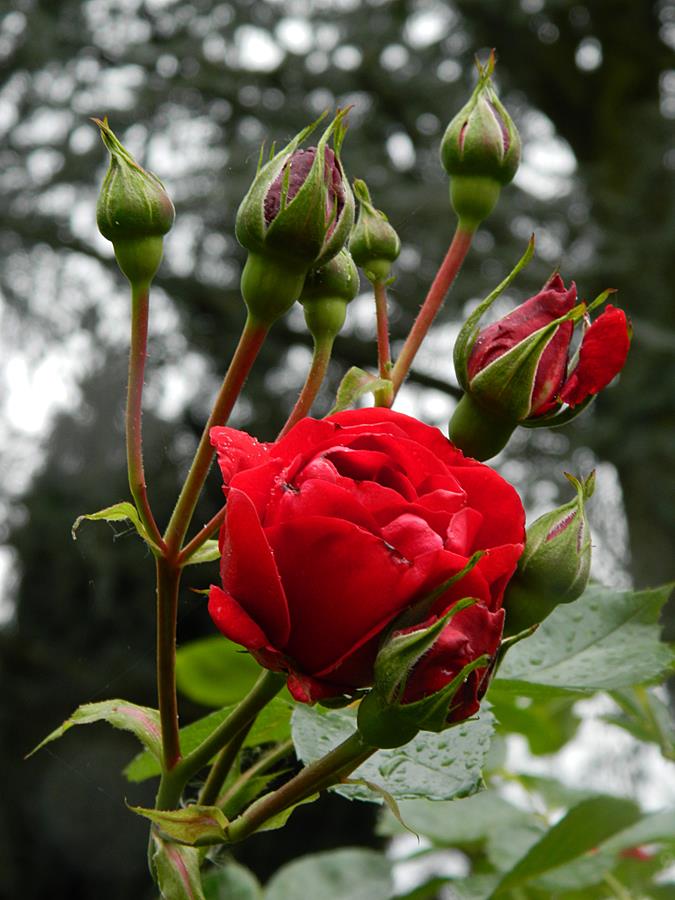 Roses du Jardin Dscn3912