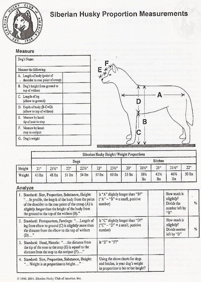 Conformation - A Realistic Look at Sibes and their faults :)  - Page 21 Propor10