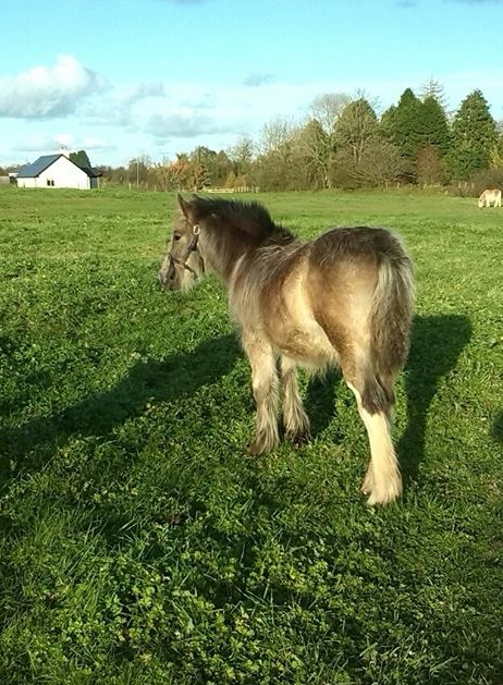 Delight, Pouliche Gypsy Cob isabelle top qualité ! 13960110