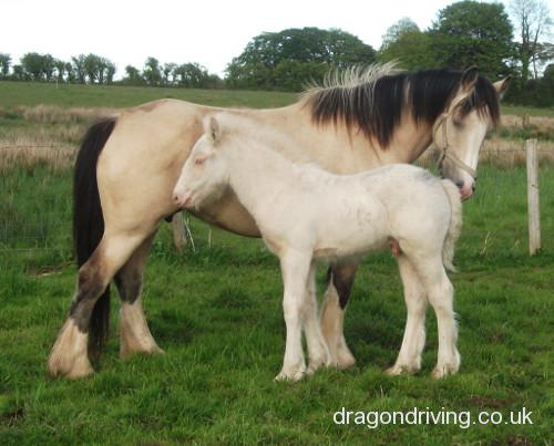 Petit sondage étalons Gypsy cob palomino - Page 2 Dust_o10