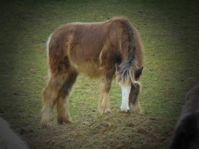 Delight, Pouliche Gypsy Cob isabelle top qualité ! - Page 2 P1060810