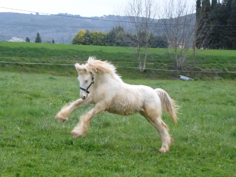 Delight, Pouliche Gypsy Cob isabelle top qualité ! - Page 4 P1070613