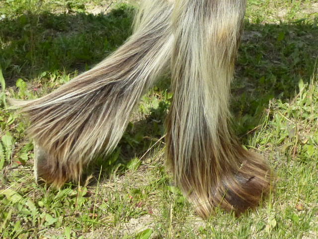 Delight, Pouliche Gypsy Cob isabelle top qualité ! - Page 3 P1080125