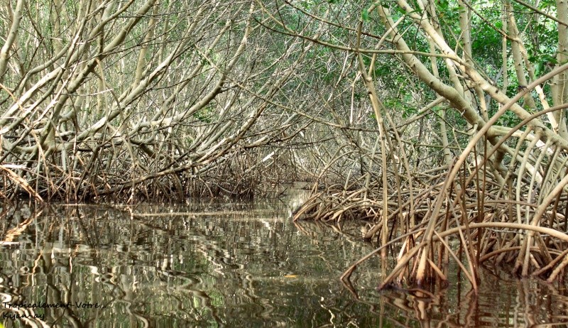 Quand La Terre rencontre la Mer...Une histoire de Mangrove. Img_2612