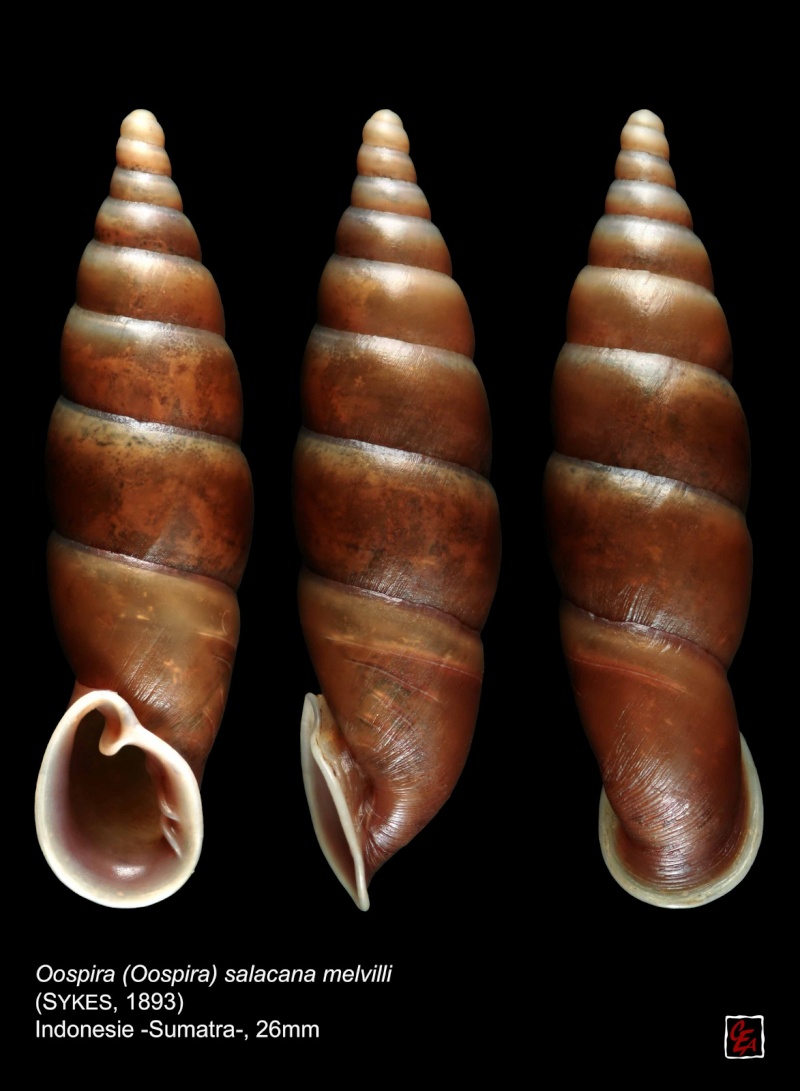 Oospira salacana melvilli - Sykes 1893 10299310