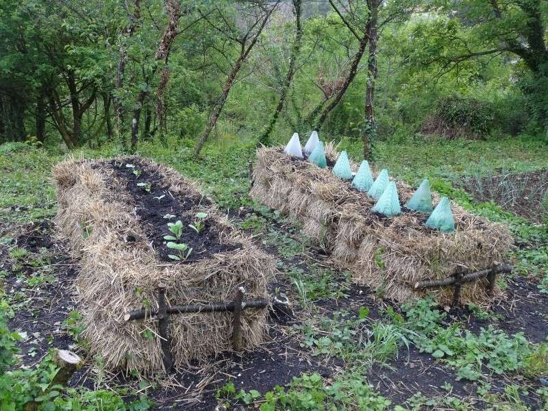 Potager sur ballot de paille - Page 2 01412