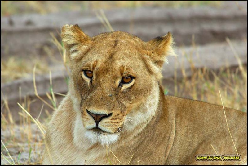 Barbe et Chevelure Israélite  Lionne10