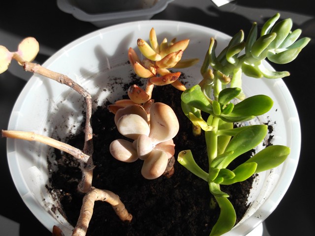 regroupement de plantes succulentes Dscf1018