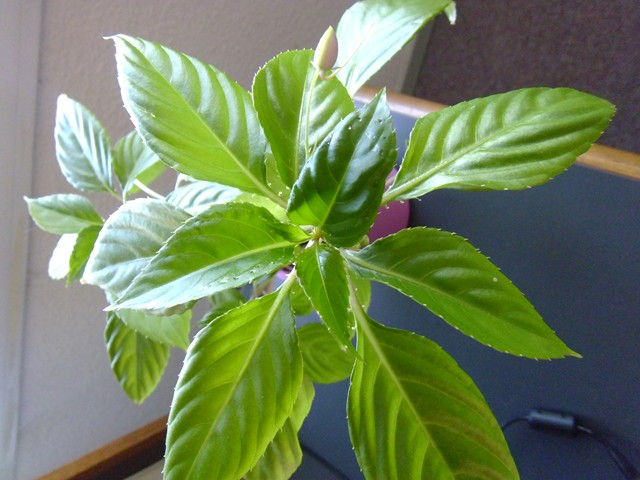 Les feuilles -une splendeur P1020315
