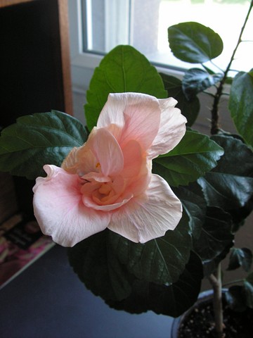 Je me suis achetée un hibiscus, quel est son nom ? Pict0776